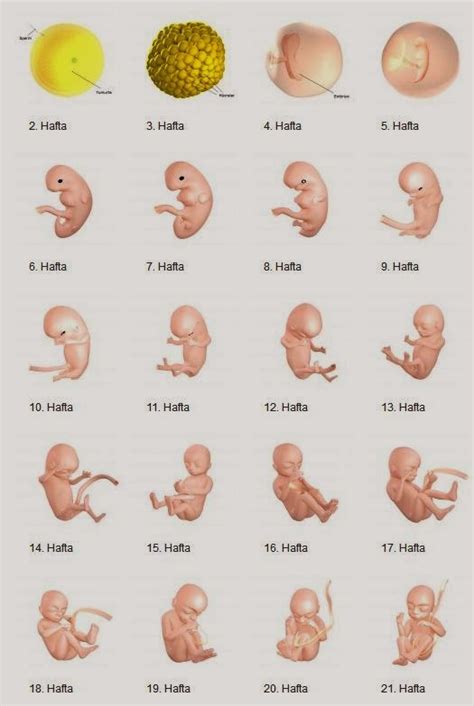 hamilelik 8 hafta bebek gelişimi